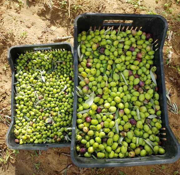 Agriturismo Il Drago