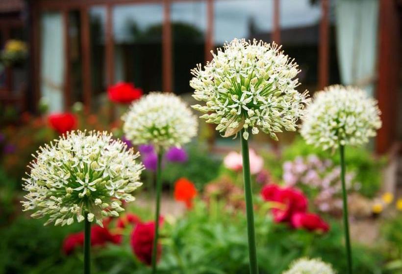 مبيت وإفطار Burnbank