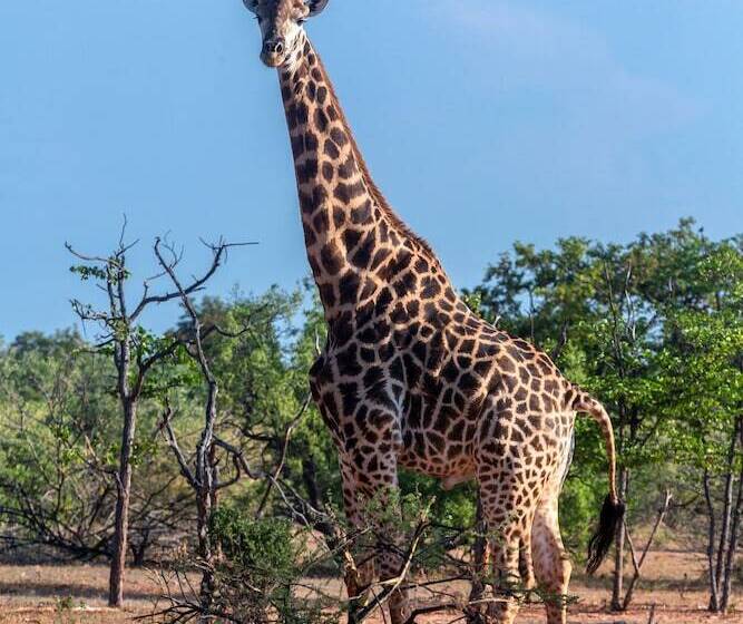 호텔 Mopane Bush Lodge