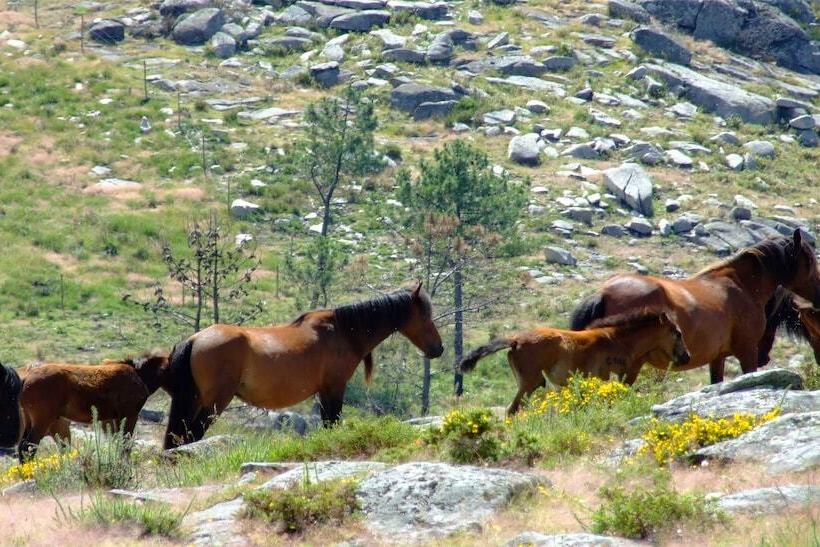 בית מלון כפרי Solar Dos Anjos Boutique