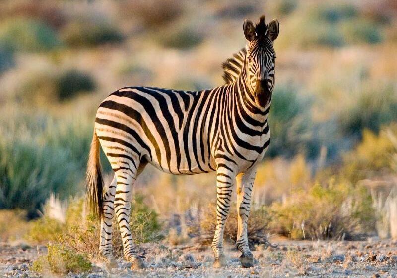 ホテル Tutwa Desert Lodge