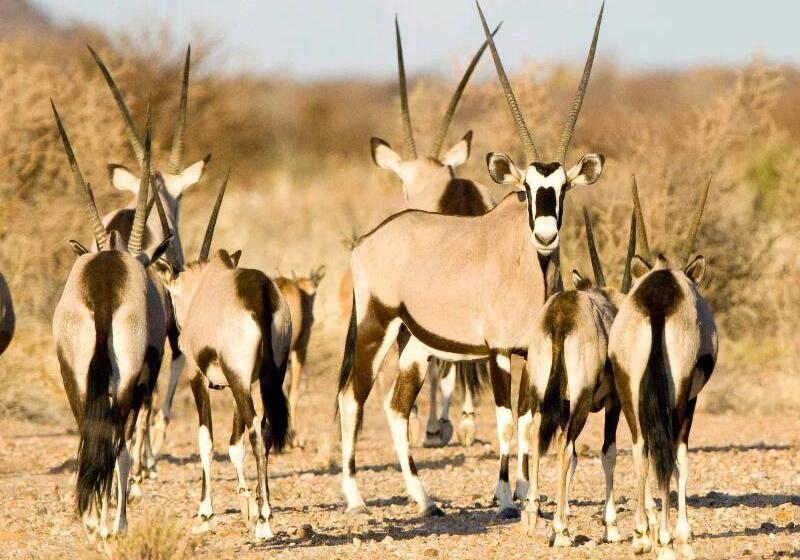 ホテル Tutwa Desert Lodge