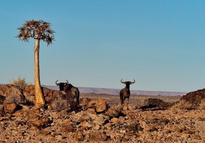 בית מלון כפרי Tutwa Desert Lodge