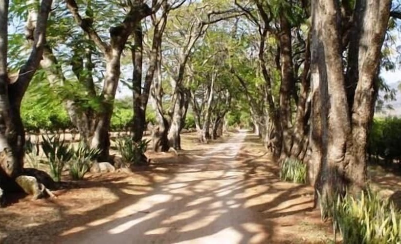 膳宿费 Idle & Wild