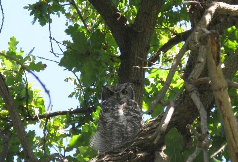 بنسيون Montagu Vines Guesthouse