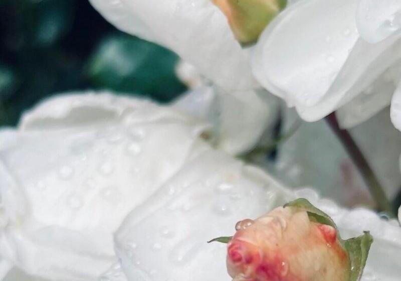 בית מלון כפרי L Hamngatan 27