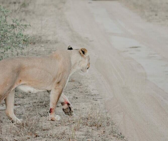 בית מלון כפרי Moditlo River Lodge