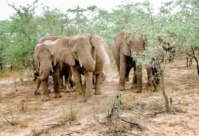 בית מלון כפרי Moditlo River Lodge