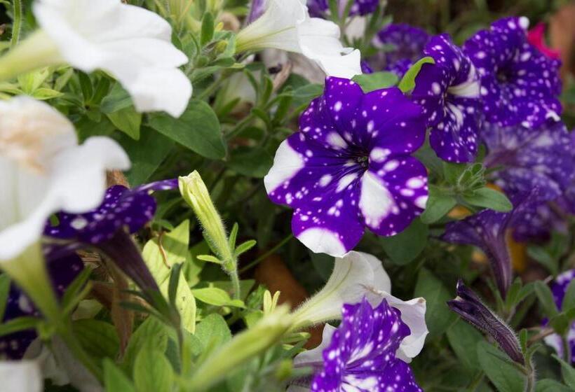 فندق Villa Serena