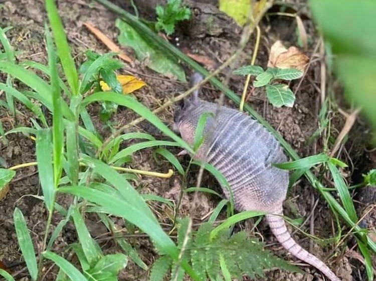 Отель Cerro Tusa Springs