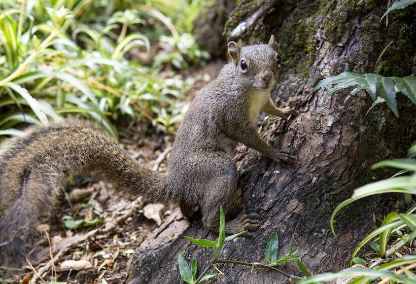 בית מלון כפרי Pousada Suica Mineira Garden