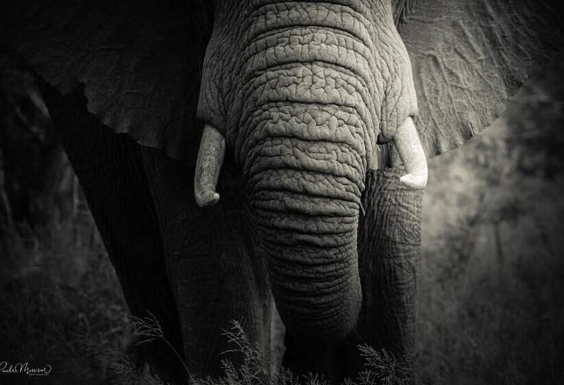 فندق Sungulwane Private Game Lodge