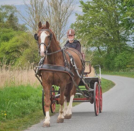 レジデンス Stokkegaarden S Bnb & Apartments