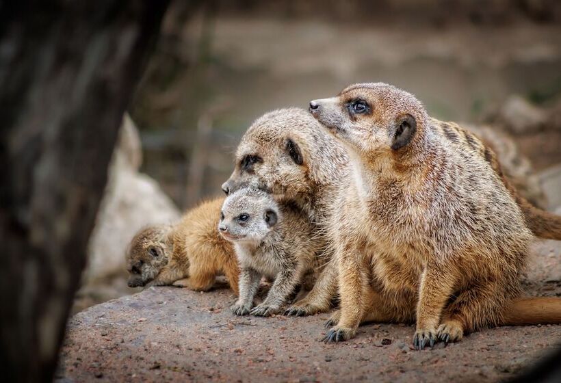 渡假胜地  Pyrénées Prestige