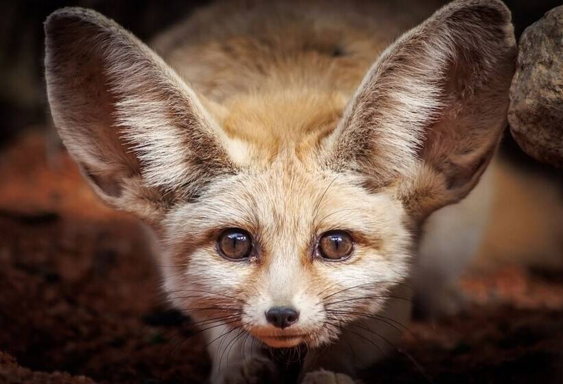 渡假胜地  Pyrénées Prestige