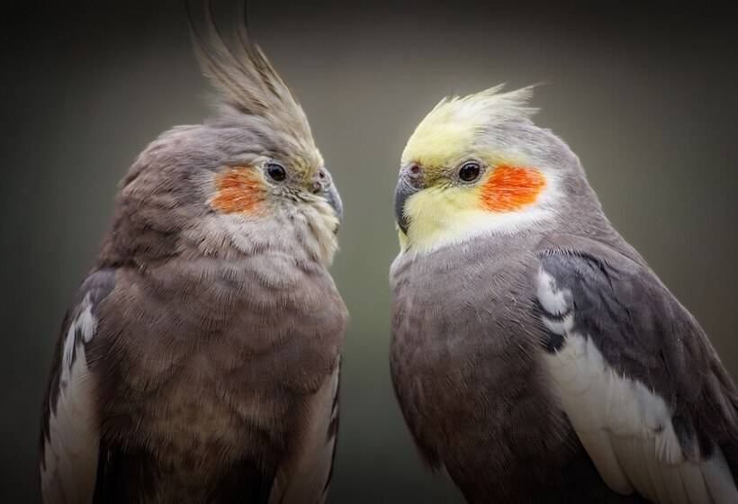 渡假胜地  Pyrénées Prestige