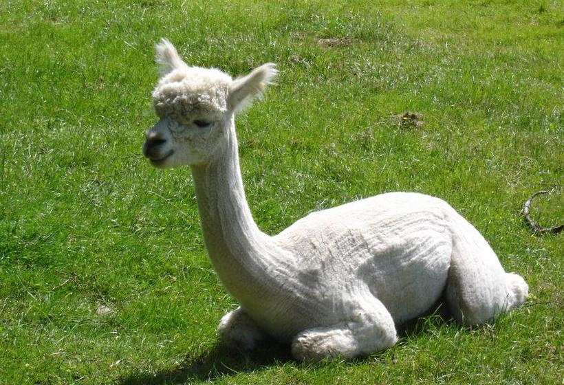 Bed and Breakfast Lazy Days