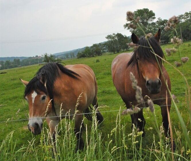 Biohotel Stiftsgut Wilhelmsglücksbrunn