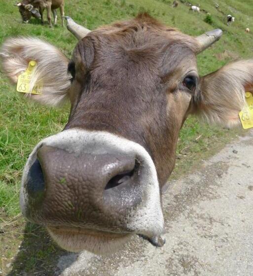 Отель Bergbauernwirt Im Landhaus Bolgental