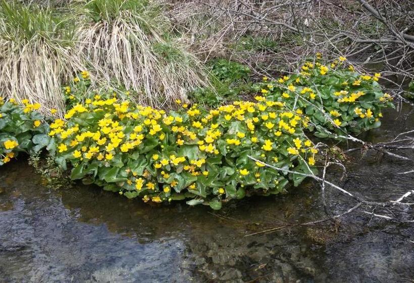 בית מלון כפרי La Stua