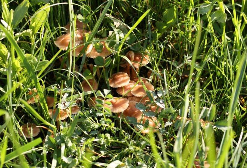 ホテル Tres Picos