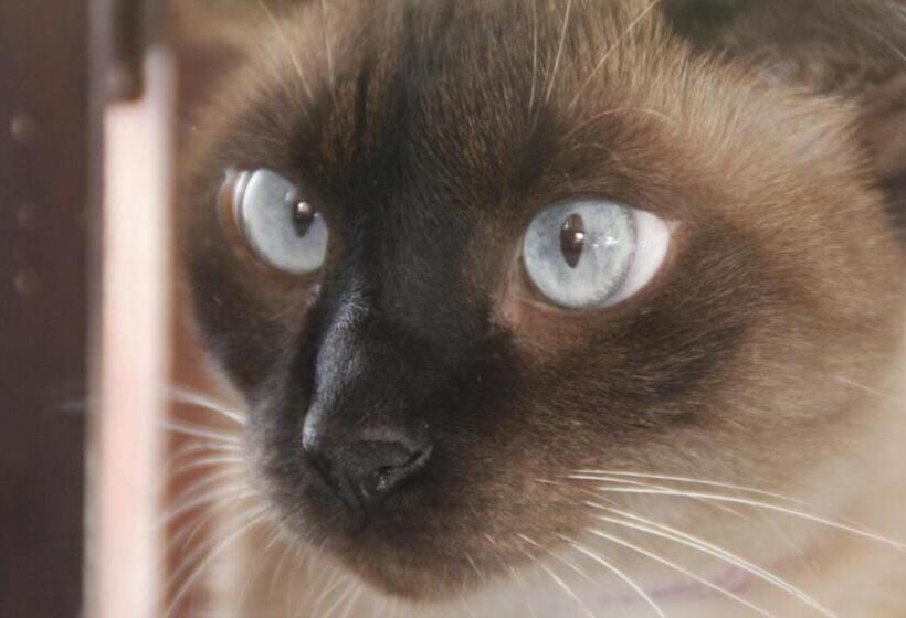 ペンション Pousada Pura Vida Maresias