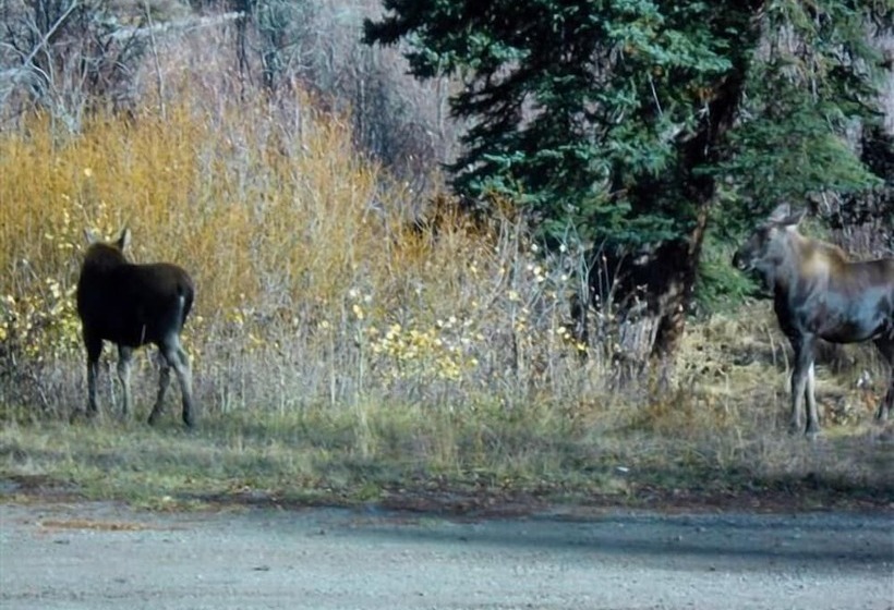 Authentic Cabin W/ Hot Tub In The San Juan Mtns!