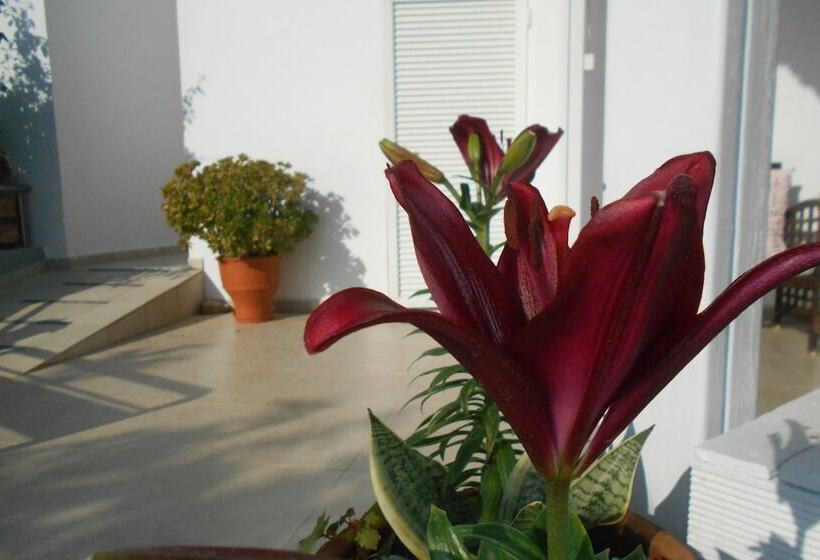 Garifalia Studio S