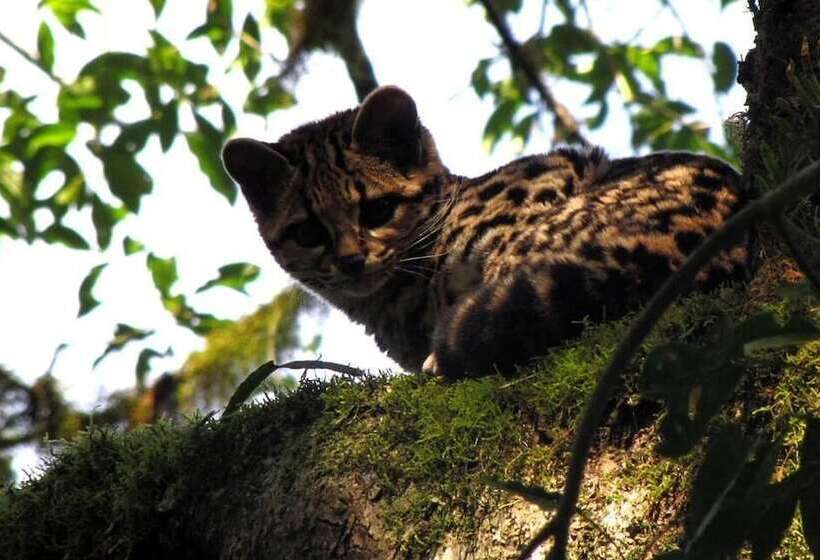 Отель Margay Reserva Natural Y Lodge