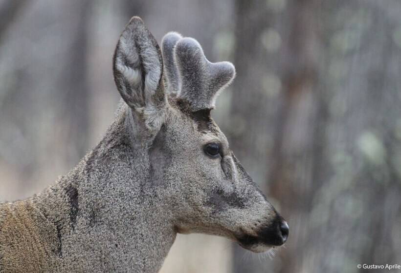 ホテル Refugio De Glaciares
