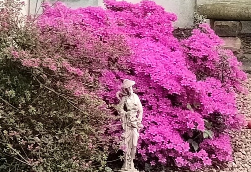 The Cabin Quiet, Relaxing And Dog Friendly