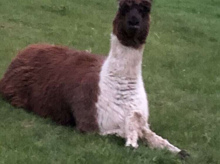 The Peacock Shepherds Hut At Hafoty Boeth