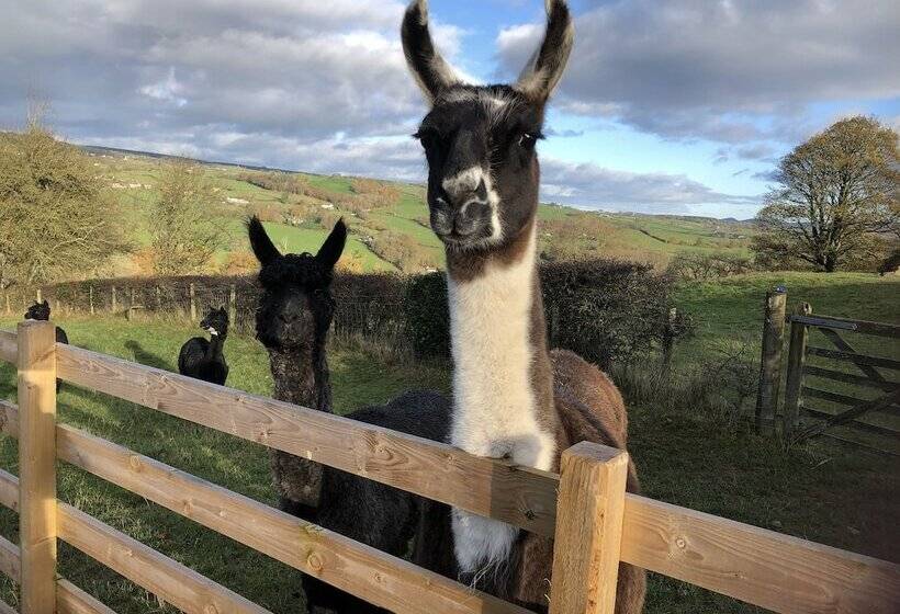 The Peacock Shepherds Hut At Hafoty Boeth