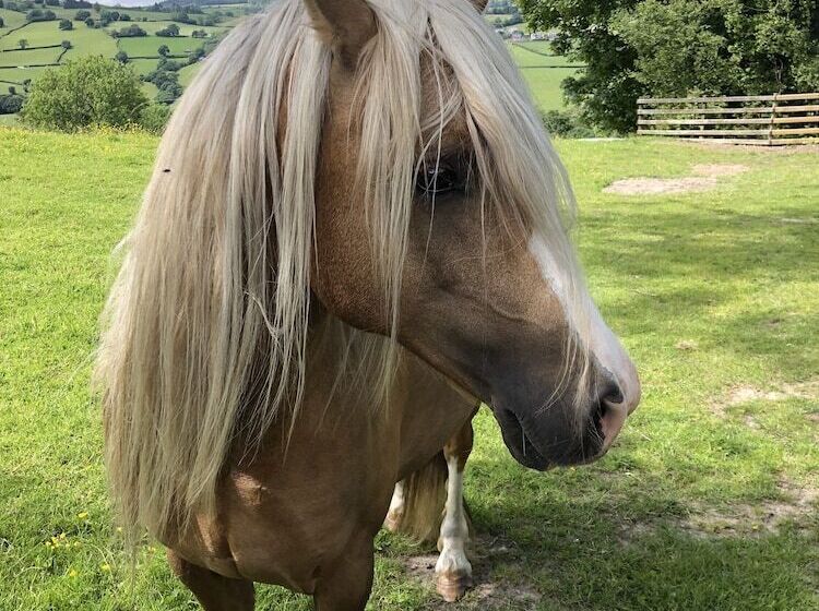 The Peacock Shepherds Hut At Hafoty Boeth