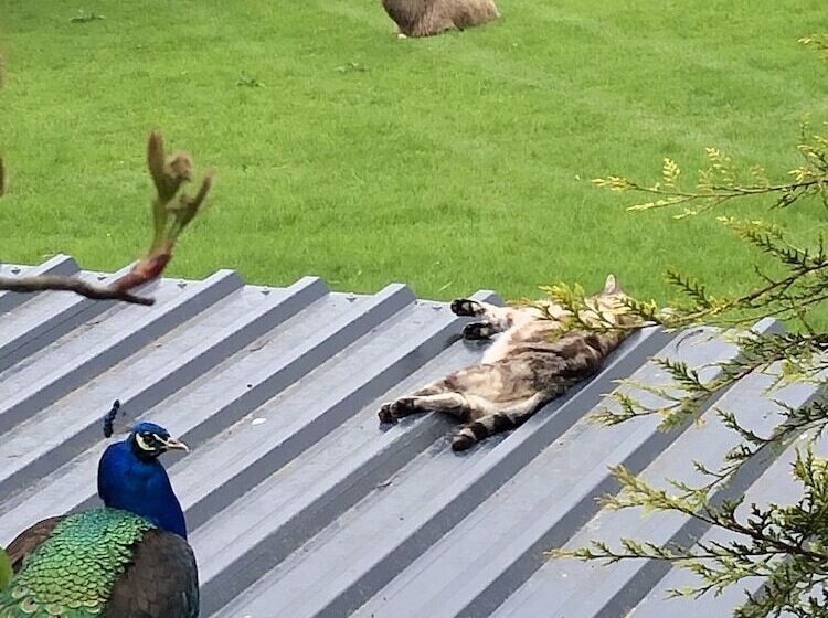 The Peacock Shepherds Hut At Hafoty Boeth