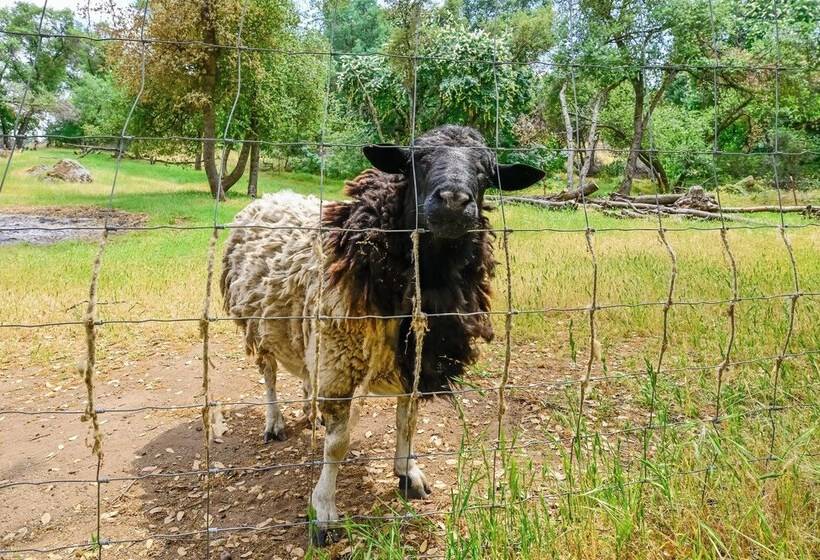 Family Home Near Kings & Sequoia National Parks!