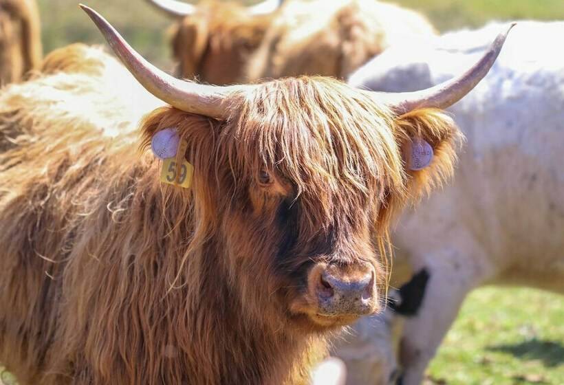 Highland Haven: Cabin On Working Cattle Farm!