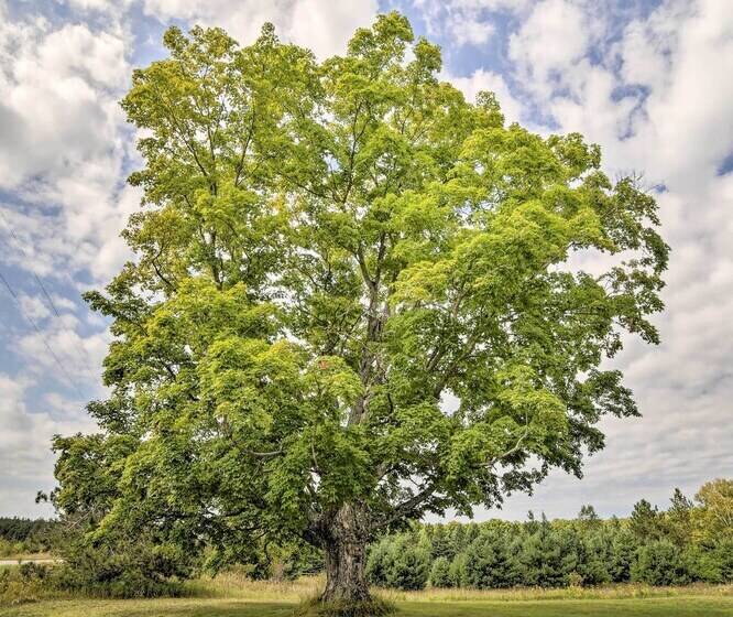 Pet Friendly & Peaceful Northern Michigan Gem