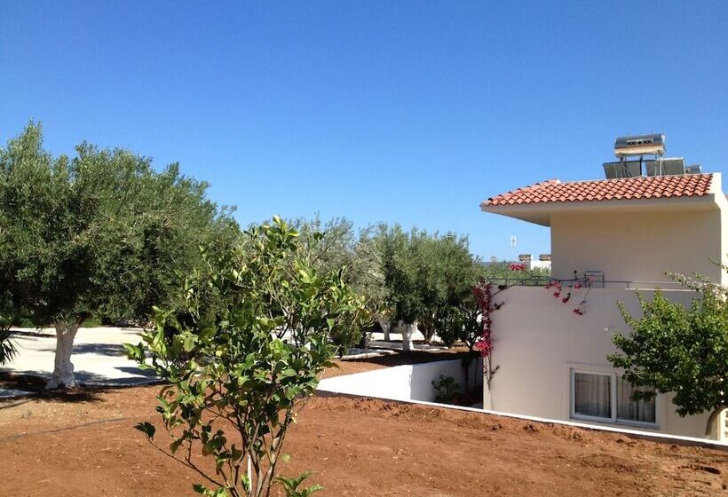 Amaryllis Front Beach