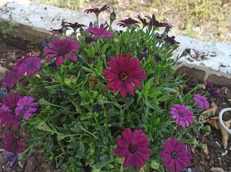 בית מלון כפרי Panorama