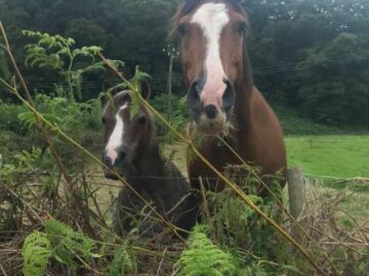 ペンション Just Stay Wales   Marshmallow Cottage
