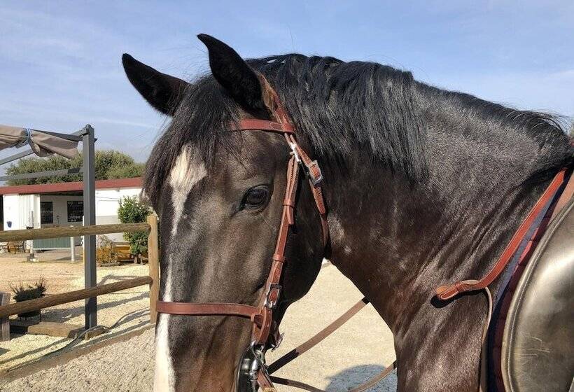 إقامة Fantastic House, Swimmingpool, Jacuzzi, Horses