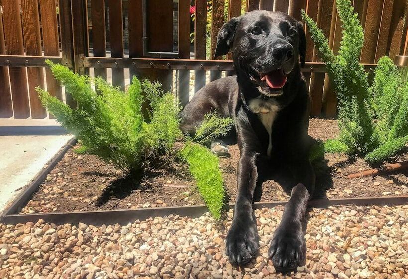 Mod Austin House W/ Deck, Yard & Walkable Location