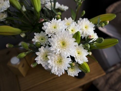 فندق فئة نجمة واحدة Black Swan