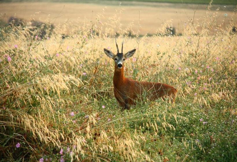 هتل Agriturismo Podere Del Vescovo