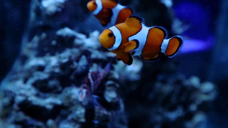 فندق Aloft Austin Northwest