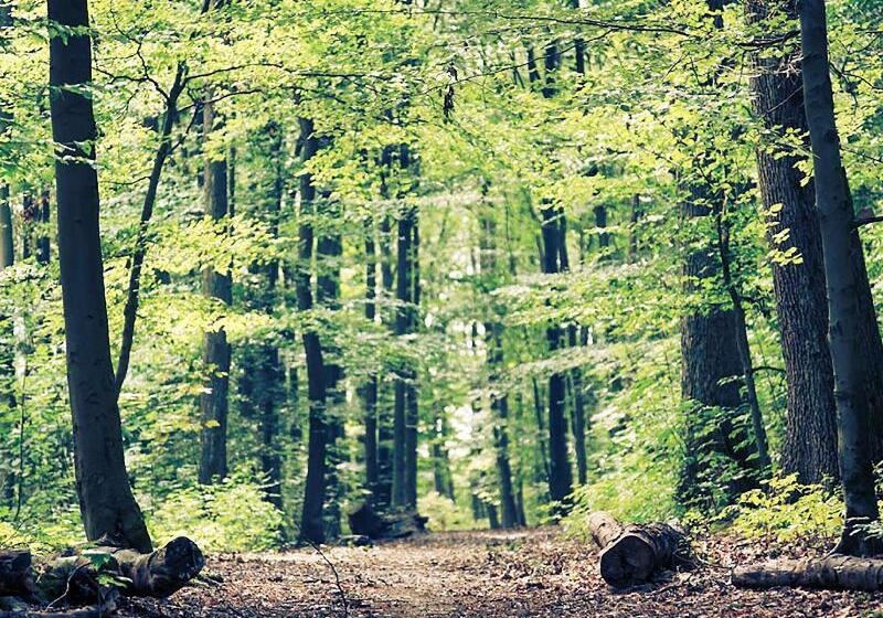 酒店 Ibis Budget Haguenau Strasbourg Nord