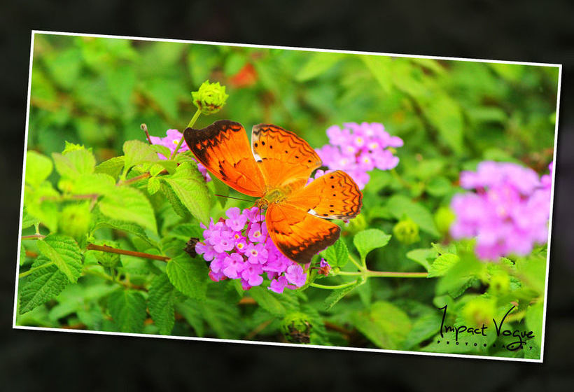 Kandy Holiday Residence