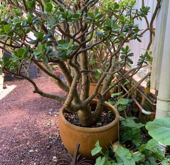 ペンション Genesta House