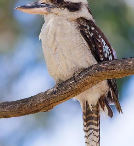 ペンション Genesta House